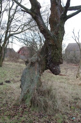 20121230_130850_Oderbruch_025.JPG