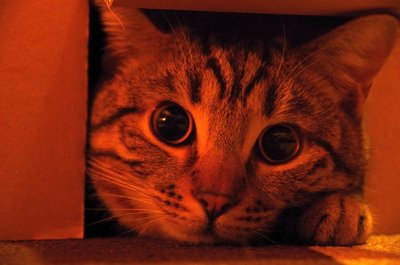 20121224_224329_Kater_004.jpg
