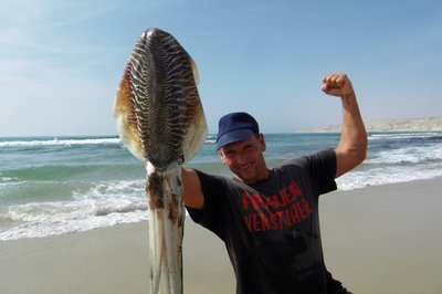 Mein bisher größter fang , ein Sepia . Der arme Kerl hatte sich in der vorgelagerten Sandbank und dem Strand selber gefangen . Ich brauchte nur 10 min. im Hüfttiefen Wasser hinterher jagen und ihn mit der Hand schnappen ;-))))