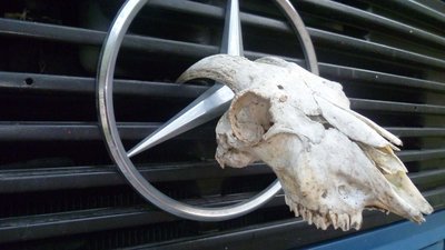 Dieser Ziegenschädel hat 4000 Kilometer gehalten und steckt noch immer im Kühler...