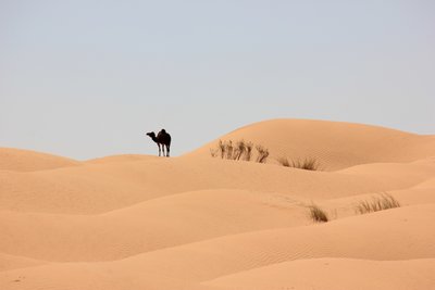 kamel.jpg
