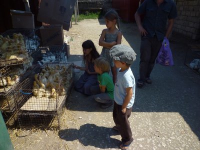 Mold.2011 Enten.jpg