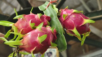 Dragon Fruit