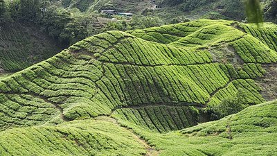 Teeplantage