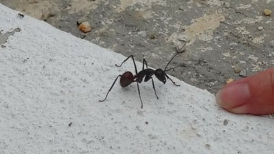 Monsterameise, ca 2,3cm lang - nach Doppelklick auf <br />dieses Bild ist links oben ein Exemplar in Normalgröße, links unten eine <br />Ameisen-Miniausgabe zu erkennen