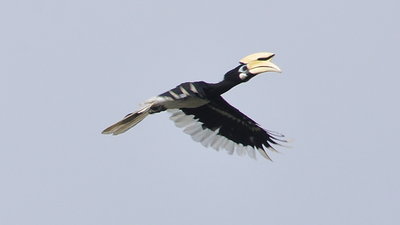 Hornbill