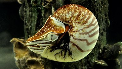 Im Aquarium