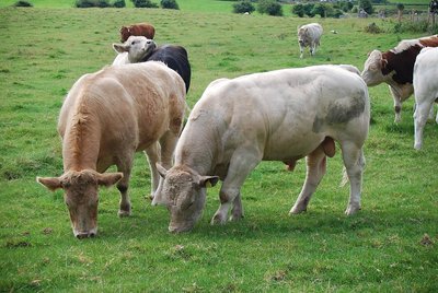 Irland_Spigel (332).JPG