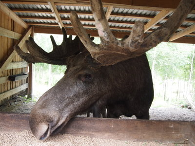 800kg-Kampfgewicht.jpg