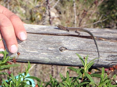 Sardinien-Giara7.jpg