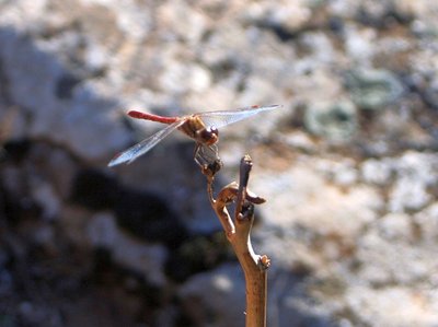 Sardinien-Giara6.jpg