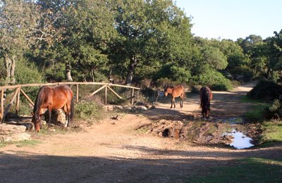 Sardinien-Giara5.jpg