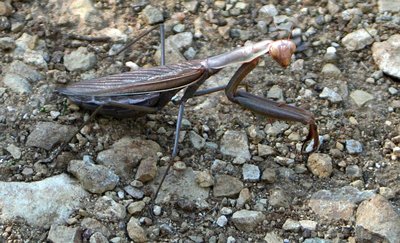 Sardinien-Giara2.jpg