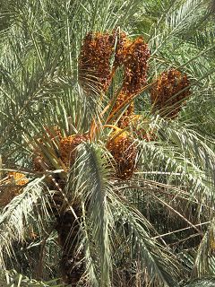 k-IMG_4479.JPG