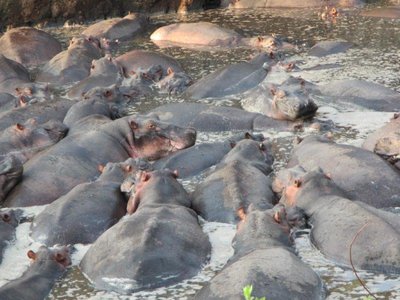 3.Hippos in Katavi-1.jpg