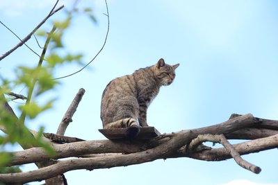 Wildkatze