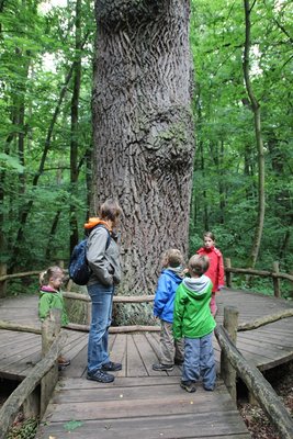 Im Nationalpark Hainich