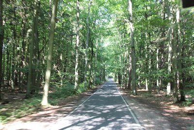 Irgendeine Allee