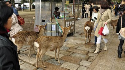 Freilaufende Hirsche im Nara Park