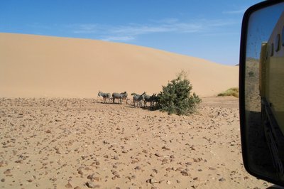 Eine eingewehte Sanddüne versperrte die alte Kamelroute .