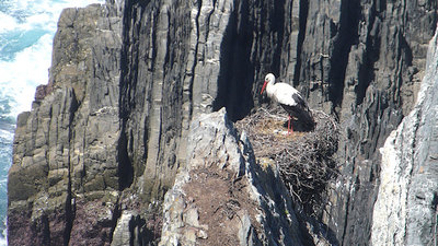 Storch auf den Klippen von Cap Sardao