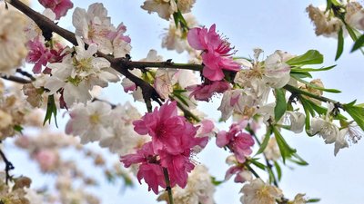 Ein seltenes Exemplar von roten und weißen Kirschblüten an einem Baum