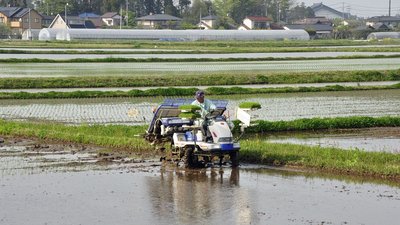 Reisbauer beim automatischen Anpflanzen von Reis mit dem Spezialtraktor (das, was in anderen Ländern Asiens mühsam per Hand Steckling um Steckling vorgenommen wird)