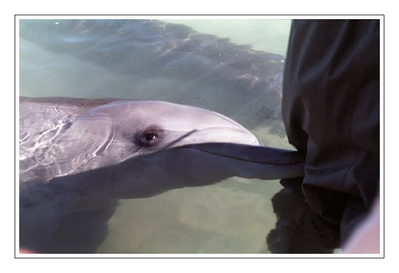 Westaustralien - Monkey Mia - Delphin.png
