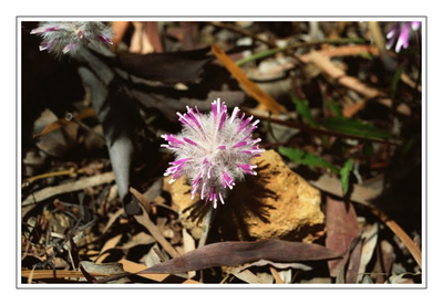 Westaustralien - Blumen1.png