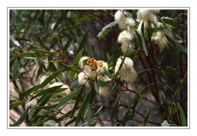 Westaustralien - Blumen2.png