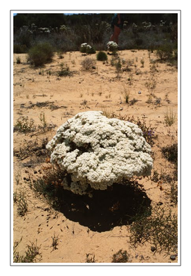Westaustralien - Blumen3.png
