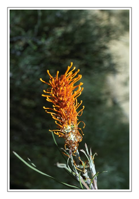 Westaustralien - Blumen4.png