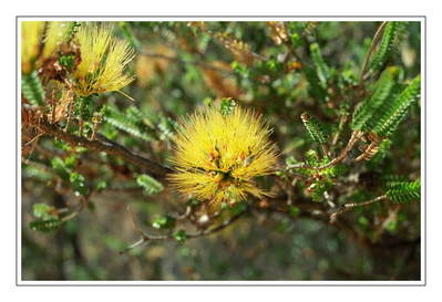 Westaustralien - Blumen5.png