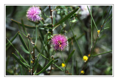 Westaustralien - Blumen6.png