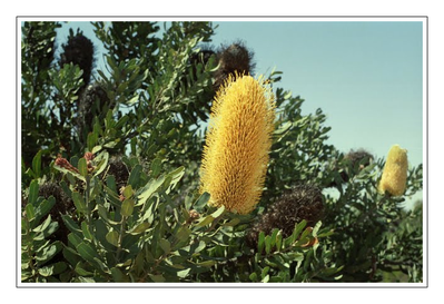 Westaustralien - Blumen7.png