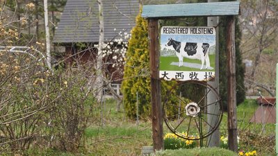 Die Bauern auf Hokkaido sind stolz auf ihre - hier oft gesehenen - Holsteiner Rinder
