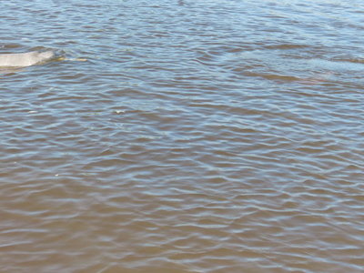 Flussdelfine