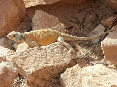 Tierwelt (3).JPG