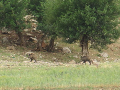 IMG_5468.JPG