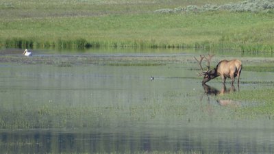 Dieser Hirsch ist auf amerikanisch ein &quot;Elk&quot;, dafür ist ein Elch ein &quot;Moose&quot; und Moos ist &quot;Moss&quot;... ganz einfach :-)
