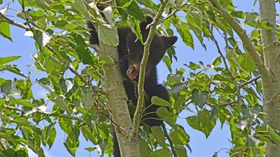 Schwarzbär Baby, das offenbar nicht mehr hinunterklettern konnte und das laut nach seiner Mama rief.
