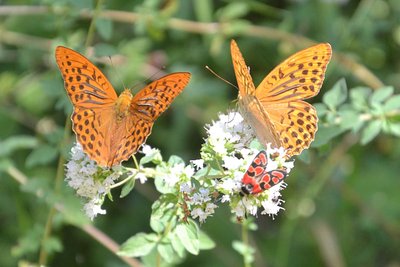 2014-08-06_11-14-41_ok.jpg