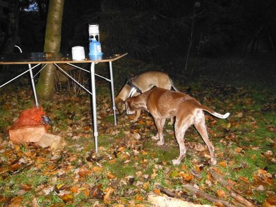 Hunde unter sich.jpg