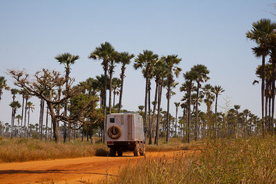 2014 mantoco Weltreise Senegal Palmenlandschaft.jpg