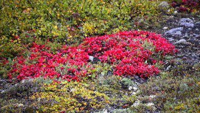 Das sind keine Blüten, sondern innerhalb von 4 Tagen - zwischen unserer Hinfahrt und der Rückfahrt rot gewordene Blätter....