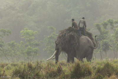 Chitwan NP Nepal