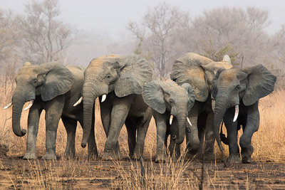 2015 mantoco Weltreise Benin Pendjari Nationalpark Elefanten.jpg