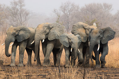 2015 mantoco Weltreise Benin Pendjari Nationalpark Elefanten.jpg (161.66 KiB) 26141 mal betrachtet 2015 mantoco Weltreise Benin Pendjari Nationalpark Elefanten.jpg