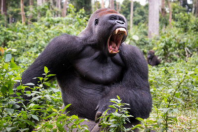 2015 mantoco Weltreise Kamerun Nationalpark Mfou Gorilla gaehnend.jpg
