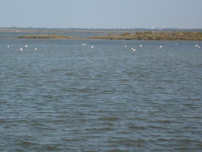 349 Flamingos.JPG